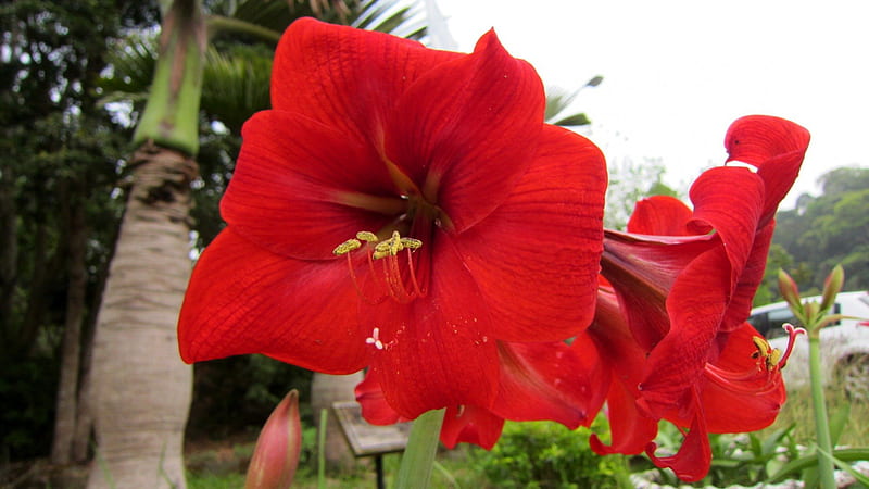 Amaryllis, flower, red, bright color, HD wallpaper
