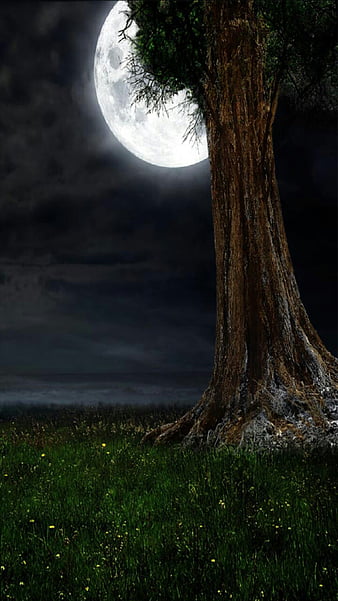 Night, moon, tree, HD phone wallpaper | Peakpx