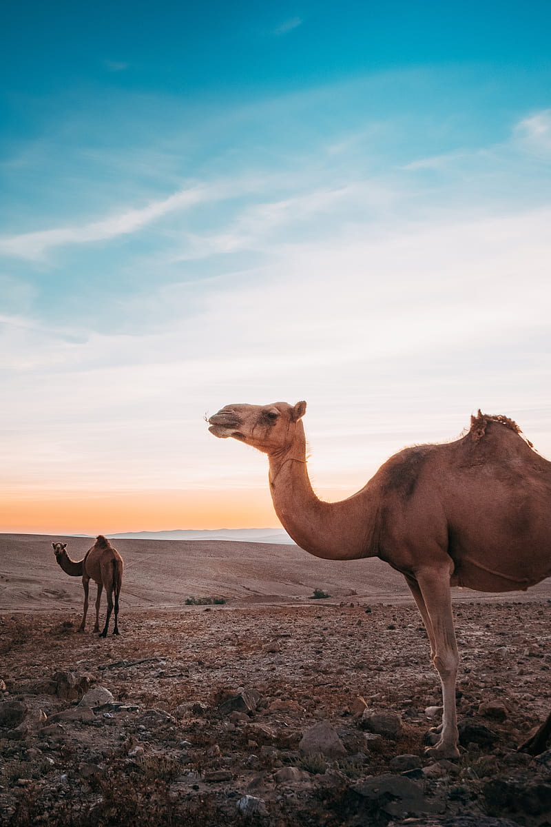 brown camel on desert during daytime, HD phone wallpaper