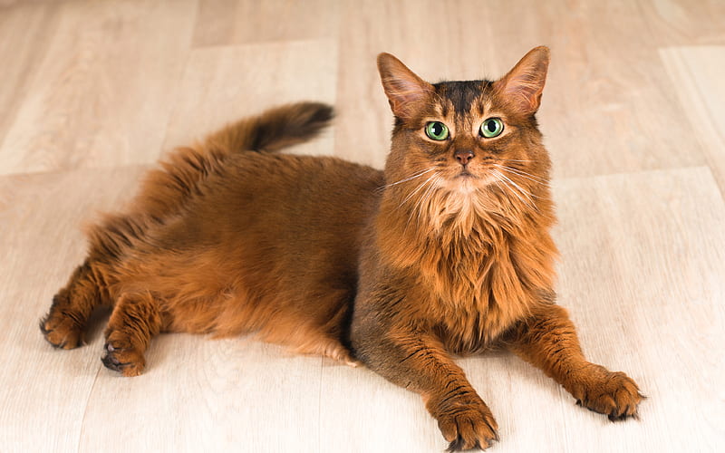 Somali cat, red cat, pets, domestic cat, breed of long-haired cats, HD wallpaper