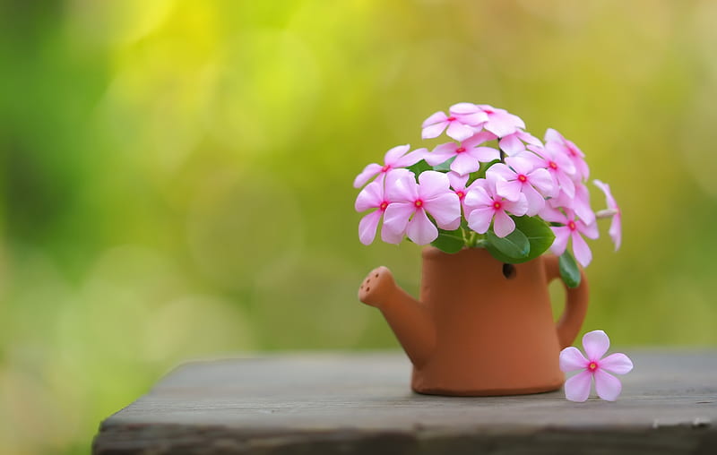 ლ, Flowers, Pot, background, Nature, HD wallpaper