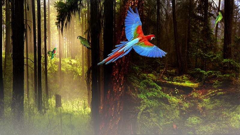 Exotic Forest, macaws, sunlight, woods, birds, shadows, parrots, trees, foliage, HD wallpaper