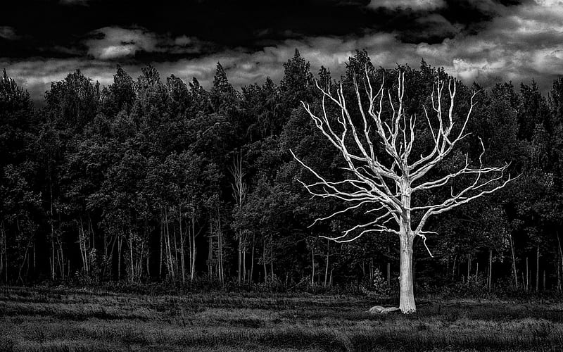 Dead Tree in a Forest, Abstract, Black and White, Forest, Nature, HD  wallpaper | Peakpx