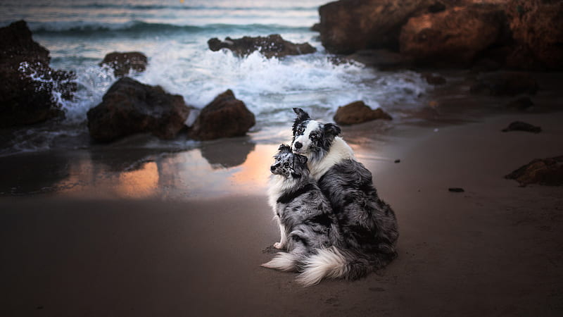 Two Black White Dogs Are Sitting On Sand In Ocean Background Dog, HD wallpaper