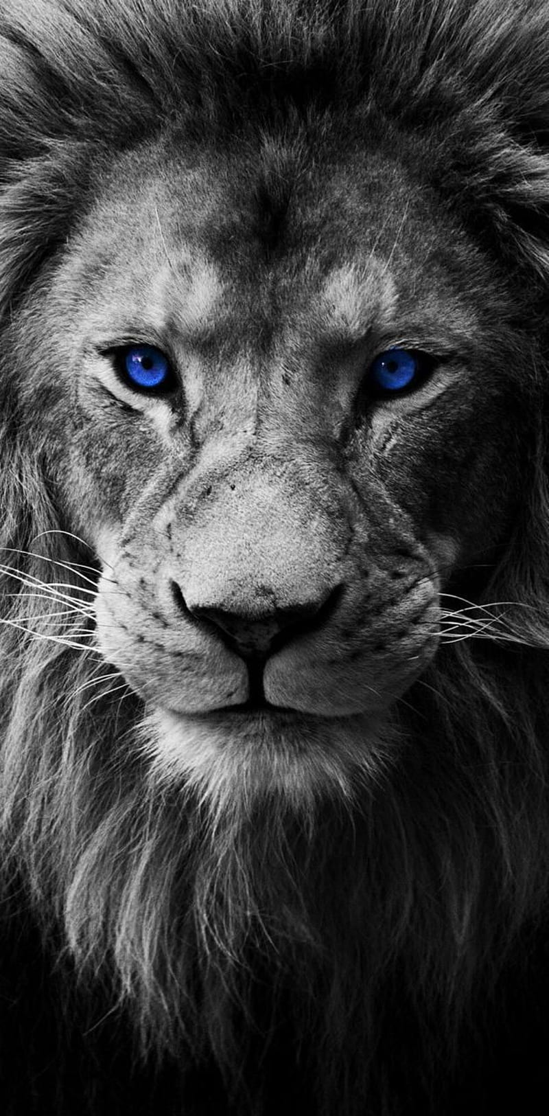 Lion by Beast_chevy05 - 2f6b now. Browse millions of popular blue Wallpap in 2022. Lion , Lion , Lion graphy, Danger Lion, HD phone wallpaper