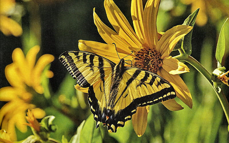 Western Tiger Swallowtail, graphy, butterfly, swallowtail, wide screen, wildlife, monarch, animal, HD wallpaper