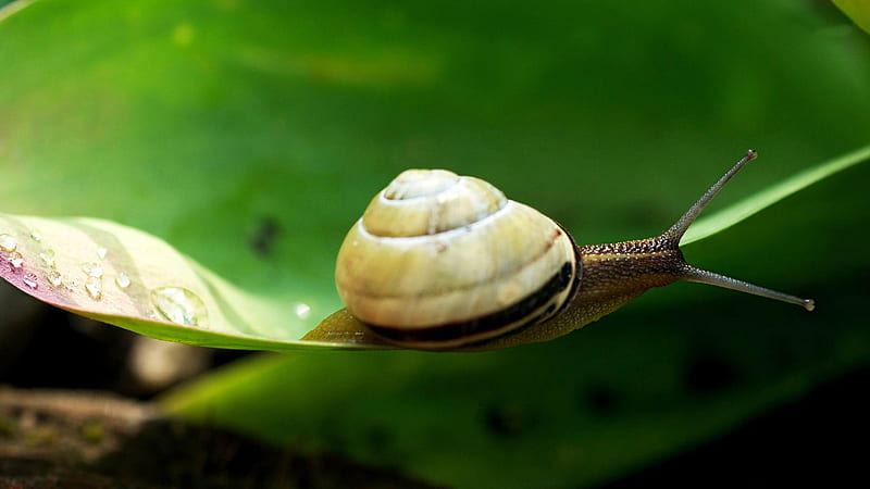 snail-2013 Animal World, HD wallpaper
