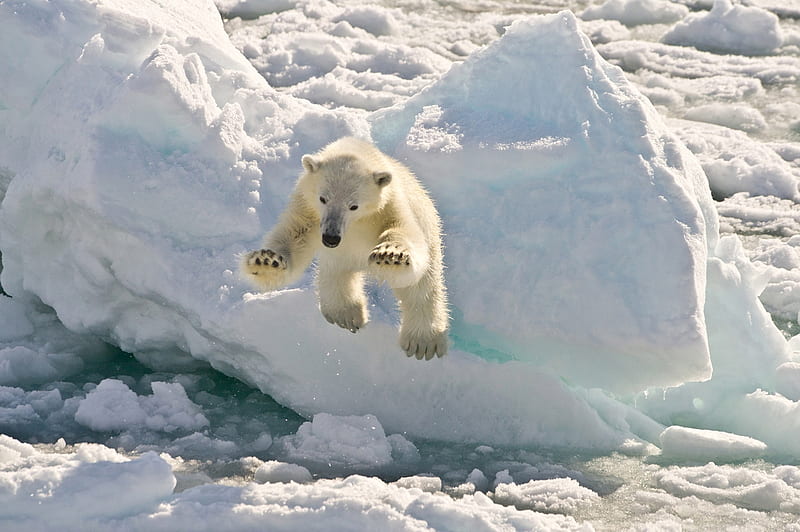 Polar bear, Bear, Spitsbergen, Norway, HD wallpaper