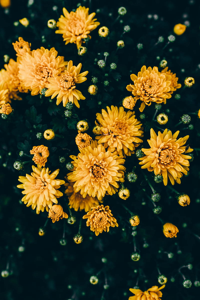 chrysanthemums, yellow, flowers, bloom, plant, HD phone wallpaper
