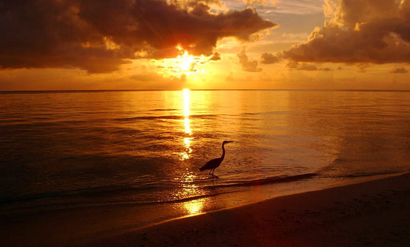 Maldives Sunset, pretty, wonderful, stunning, sun, marvellous, bonito, sunset, adorable, clouds, sea beach, nice, sand, outstanding super, amazing, fantastic, ocean, waves, sky, water, bird, beaches, skyphoenixx1, awesome, sunshine, nature, great, HD wallpaper