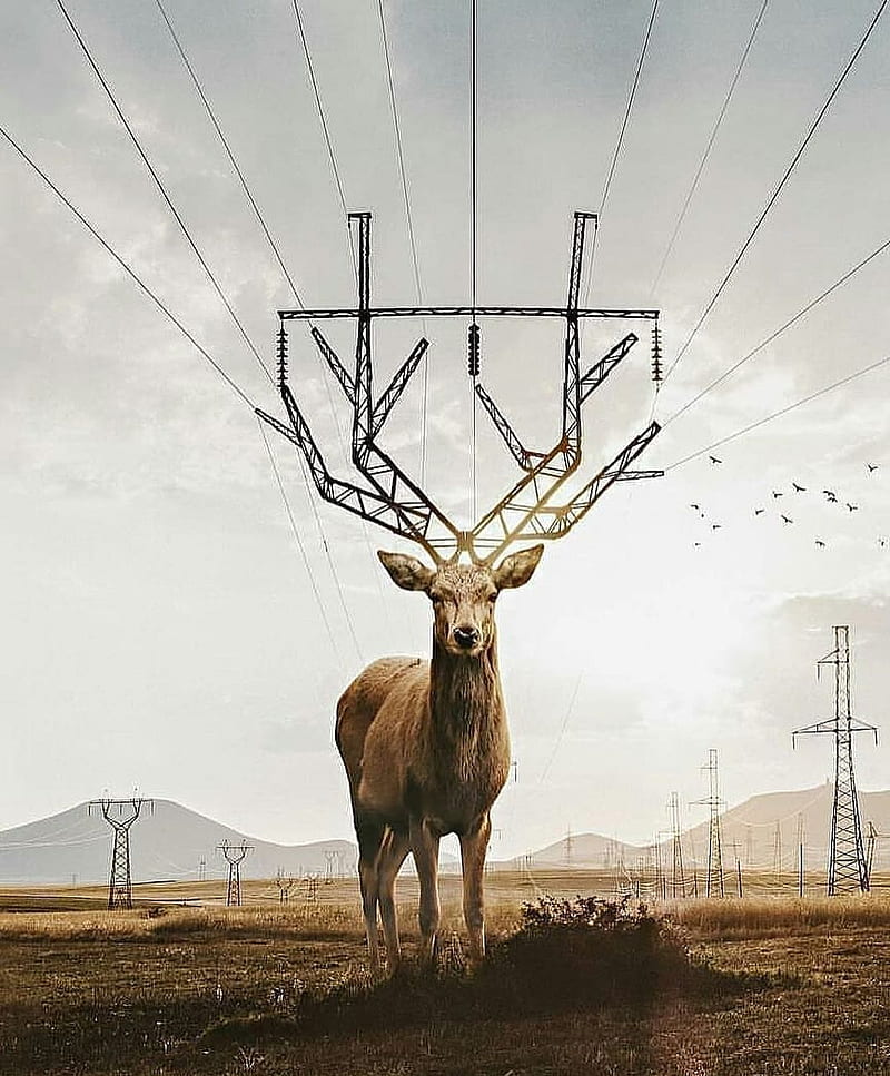 Deer, buck, bucks, elk, hunt, hunting, tail, trucks, white, HD phone wallpaper