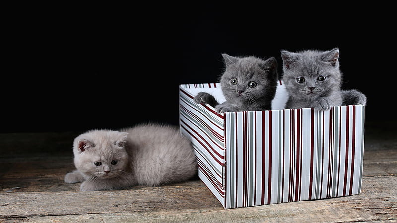 Dark Ash White Three Cats Inside Box In Black Background Cat, HD wallpaper