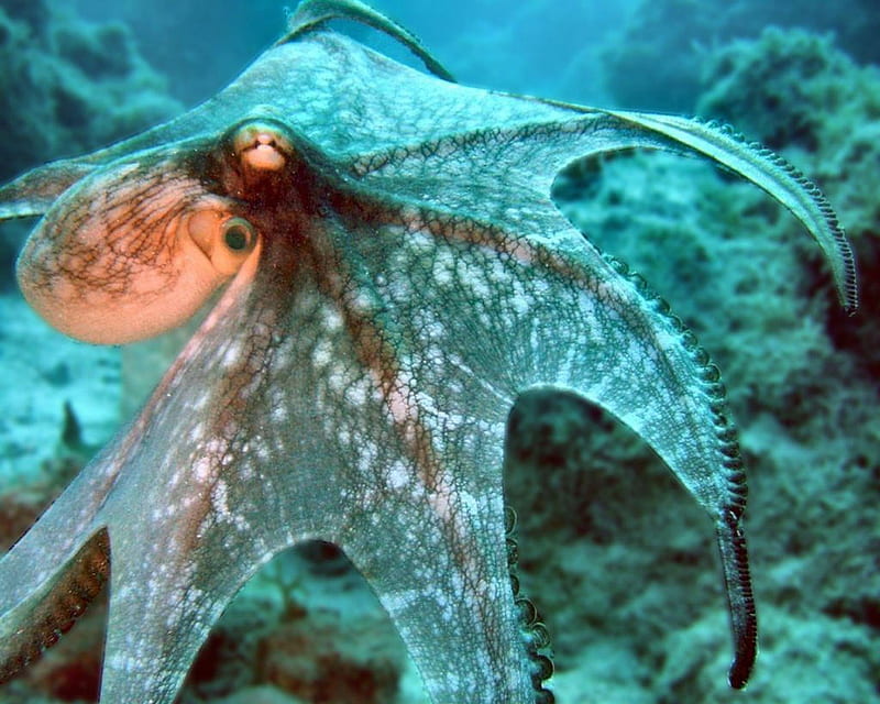 Underwater Octopus, underwater, oceans, octopus, nature, sealife, HD wallpaper