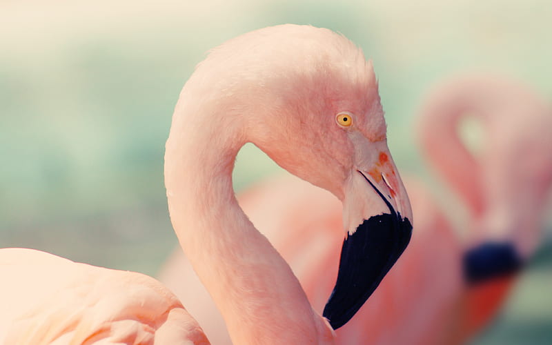 pink flamingo beautiful pink bird, wildlife, HD wallpaper