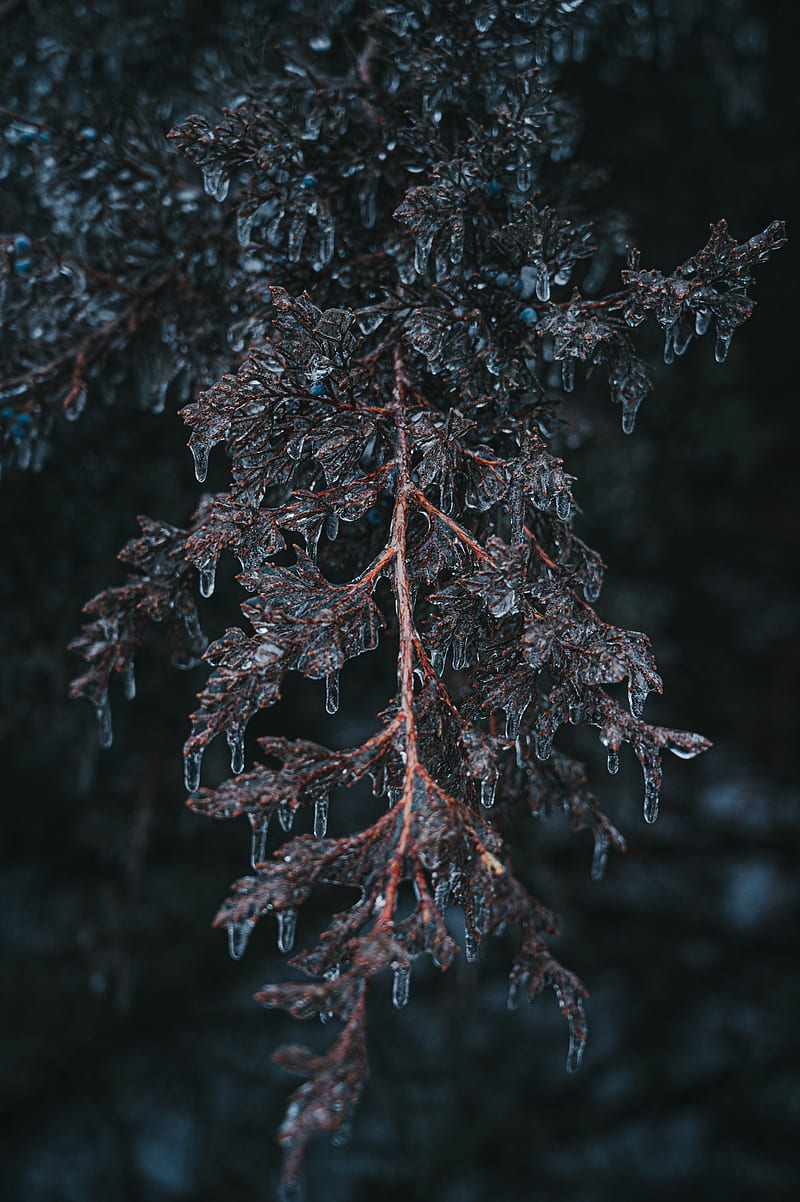 branch, ice, macro, frost, plant, HD phone wallpaper