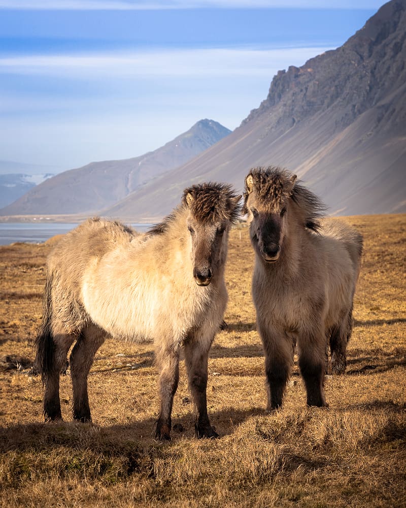 icelandic horses, horses, animals, mountains, HD phone wallpaper