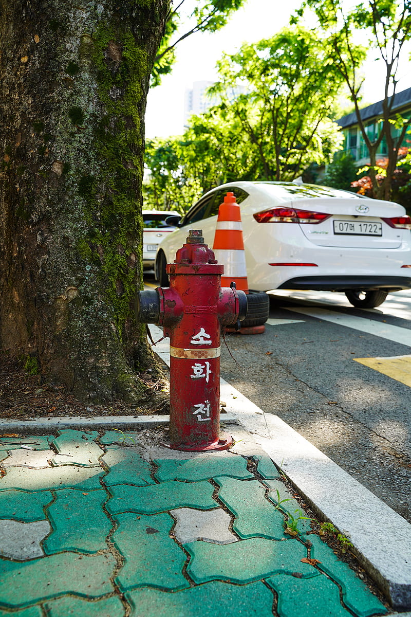 red fire hydrant beside tree, HD phone wallpaper