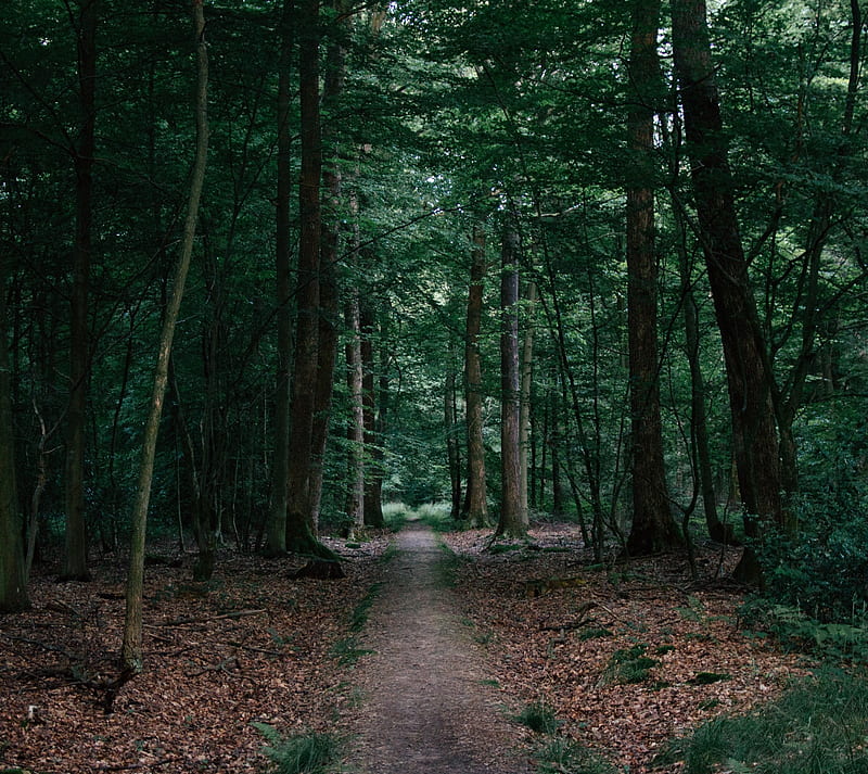 Papel de parede : panorama, floresta, noite, Anime, Meninas anime