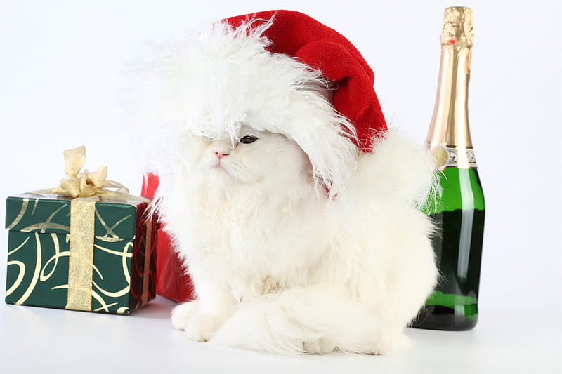 Christmas Cat, pretty, bottle, adorable, magic, xmas, sweet, magic christmas, beauty, face, lovely, holiday, christmas, kitty, new year, gift, cat, cute, paws, merry christmas, champagne, eyes, cats, white, gifts, red, colorful, white cat, bonito, graphy, animals, wine, colors, happy new year, hat, cat face, kitten, HD wallpaper