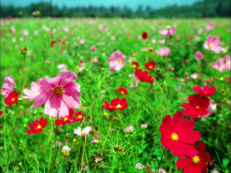 flowers, red, green, nature, bonito, lawn, pink, HD wallpaper