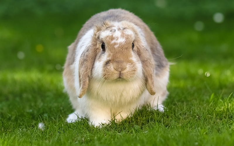 big rabbit, green grass, farm, cute animals, long ears, HD wallpaper