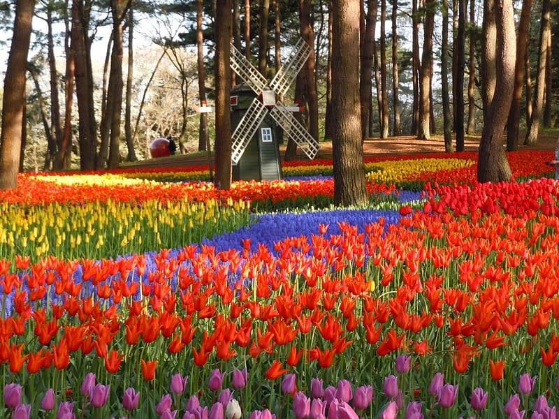 Dutch Flower Park with Windmill, blossoms, colors, spring, tulips, trees, HD wallpaper