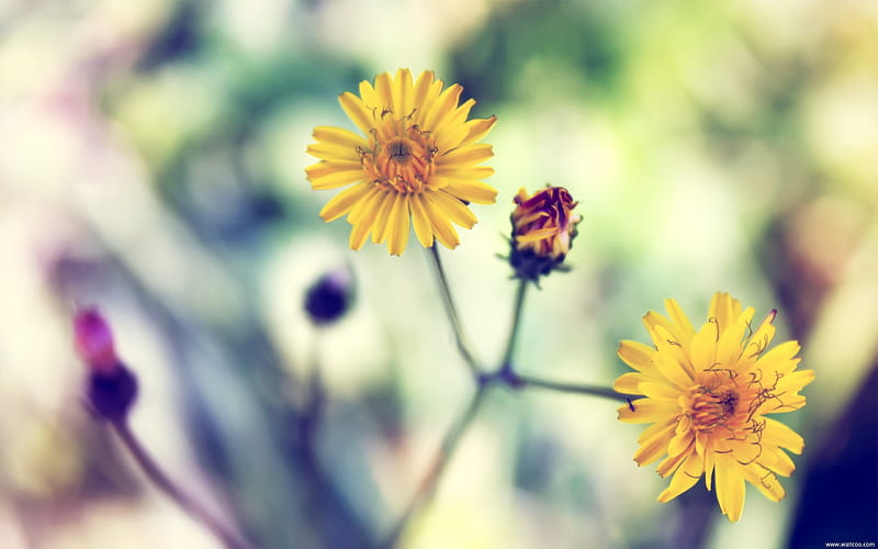 Yellow Daisy-Fresh and natural flowers, HD wallpaper