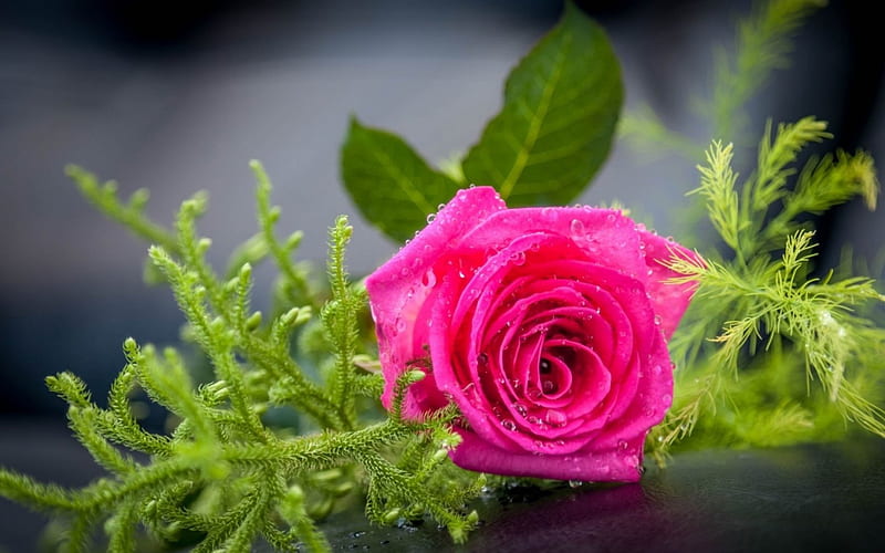 Rose, flower, green, pink, HD wallpaper | Peakpx