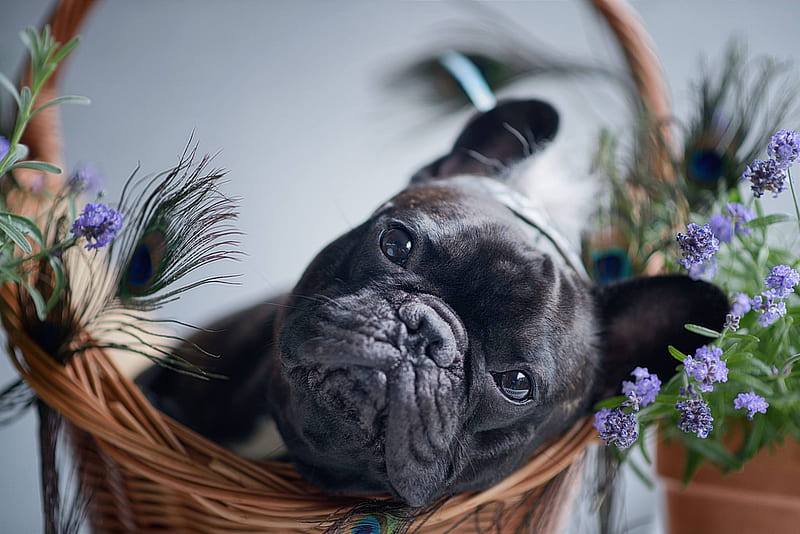 Dogs, French Bulldog, Dog, Pet, HD wallpaper Dogs, French Bulldog, Dog, Pet, HD wallpaper