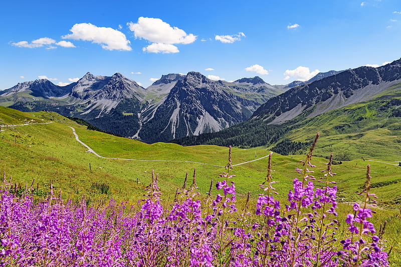 mountains, peaks, flowers, wildflowers, landscape, HD wallpaper
