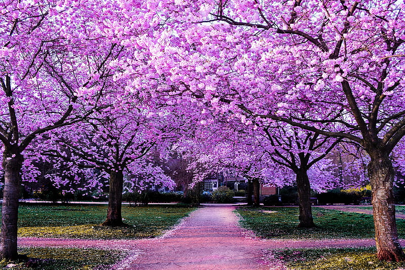 Spring garden, Trees, Flowers, Petals, Sakura, HD wallpaper | Peakpx