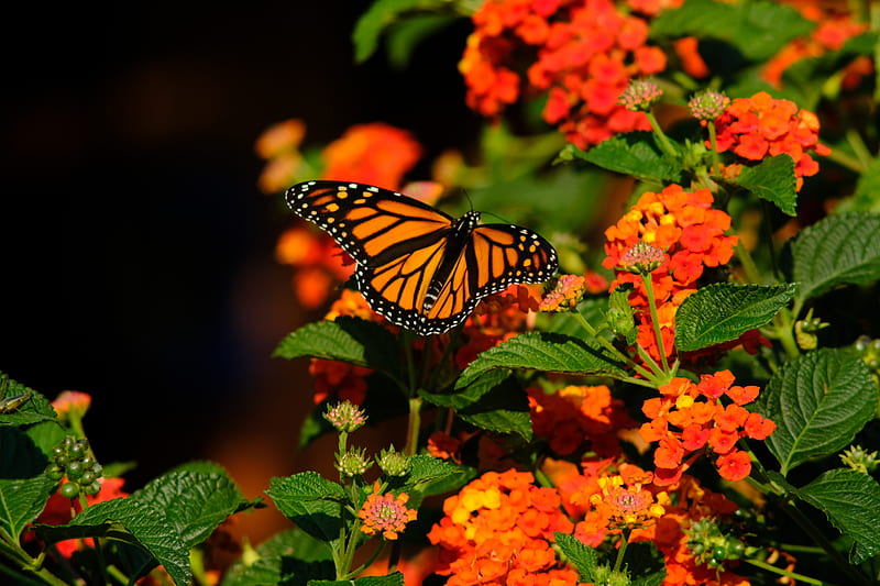 monarch butterfly, butterfly, wings, flowers, HD wallpaper