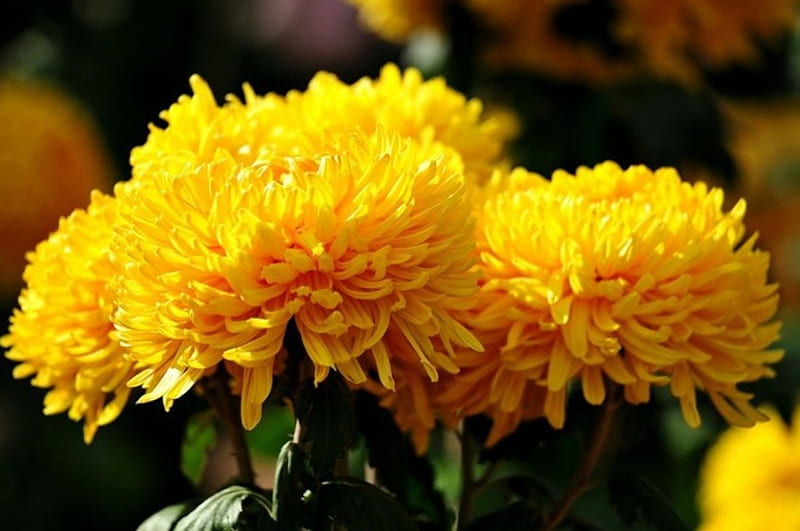 Yellow chrysanthemums, autumn, chrysanthemums, flowers, yellow, nature, bonito, floral, HD wallpaper
