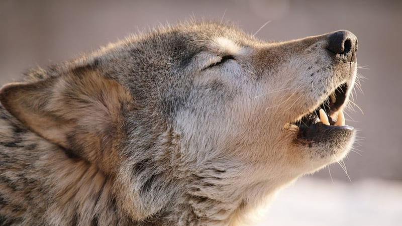 Canto de lobo salvaje, fauna silvestre, lobo, lobos, animales, animales  salvajes, Fondo de pantalla HD | Peakpx