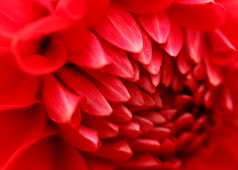 Macro graphy of Red Dahlia Flower, HD wallpaper