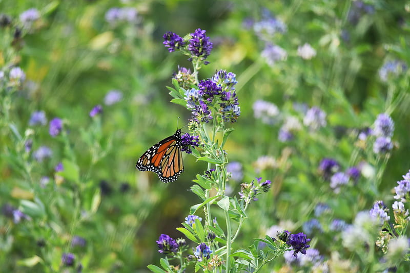 monarch butterfly, butterfly, wings, pattern, flowers, insect, HD wallpaper