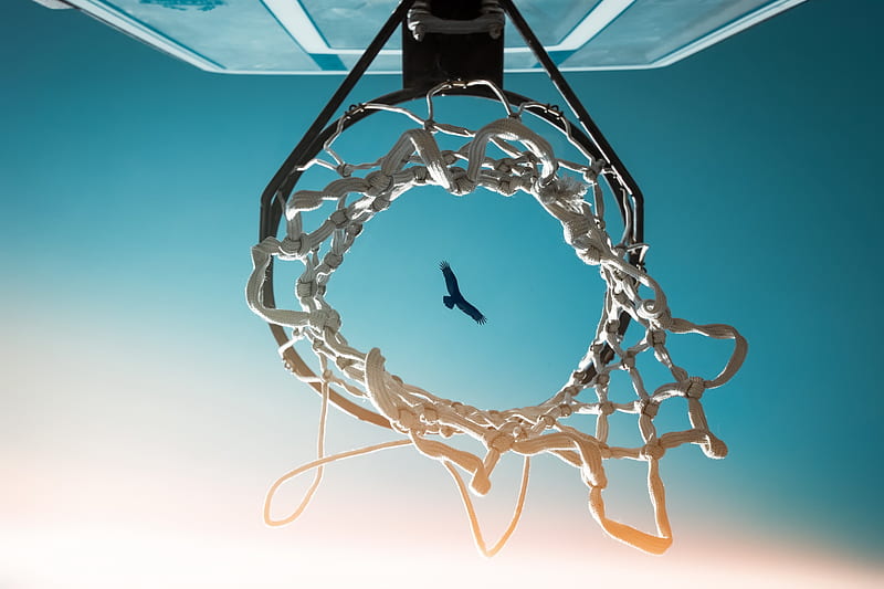 Bird View From Basketball Ring, birds, basketball, graphy, HD wallpaper