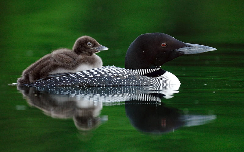loons with baby-animal moments, HD wallpaper