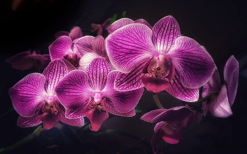 purple orchids, orchid branch, tropical flowers, orchid on a black background, orchids, HD wallpaper