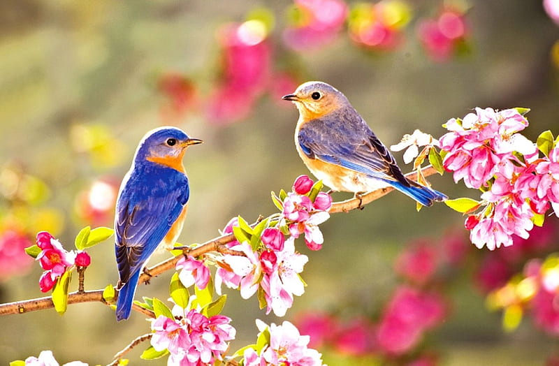Birds in Spring, Spring, Flowers, Animals, Birds, HD wallpaper | Peakpx