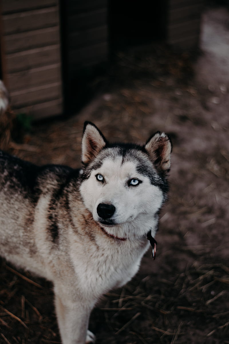 husky, dog, glance, pet, HD phone wallpaper