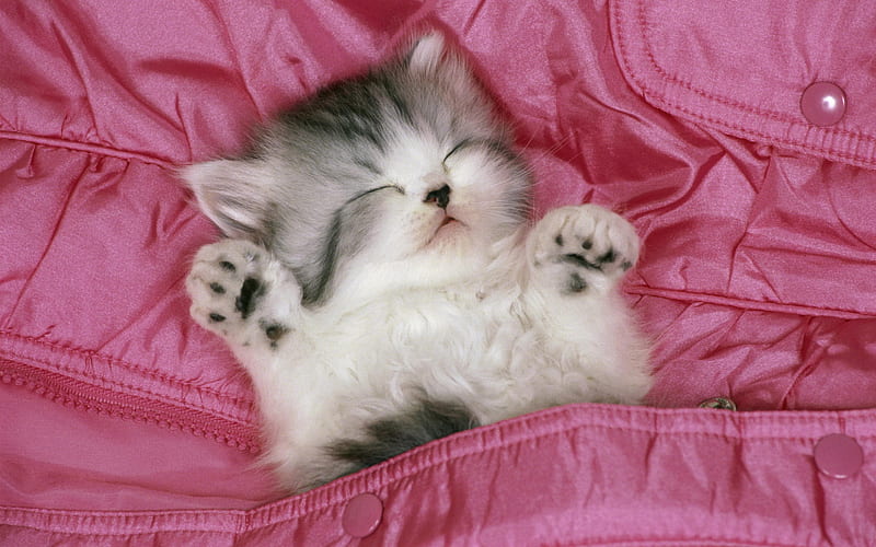 Nighty Night, sleep, kitty, cat, kitten, pink, HD wallpaper