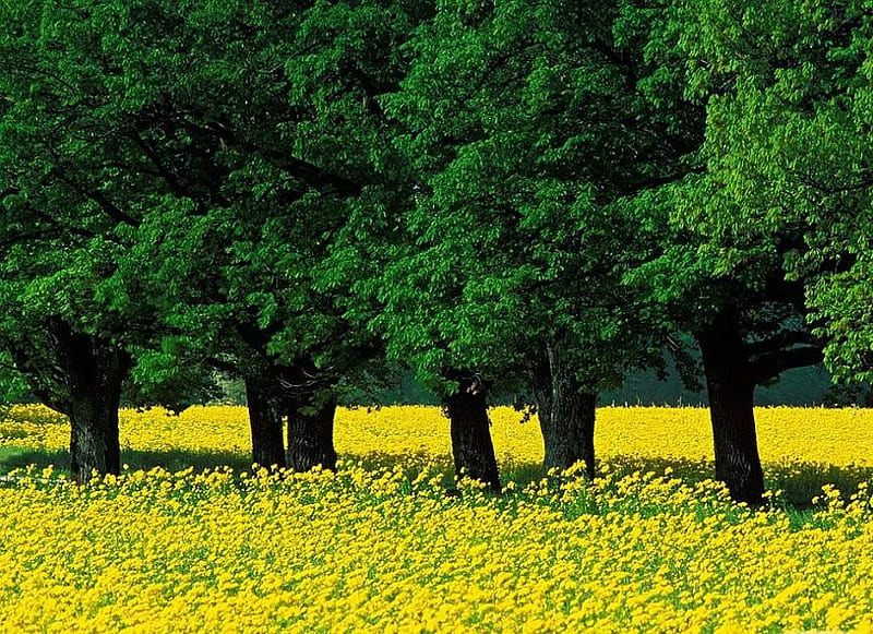 A little mustard with that, forest, bright yellow, green, trees, rows, field, mustard plants, HD wallpaper
