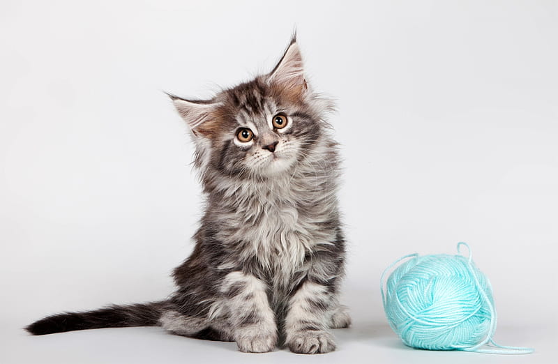 Kitten, maine coon, wool ball, cat, blue, pisica, HD wallpaper