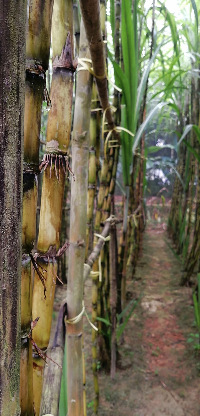 Sugarcane field, bonito, forest, nature, nice, real, sugar, sugarcane, tree, unedited, HD phone wallpaper