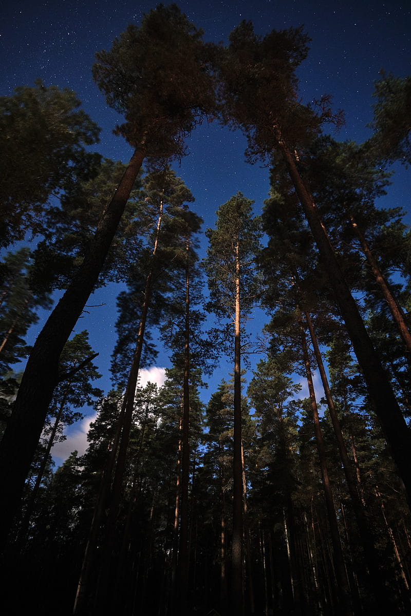 trees, forest, night, sky, stars, HD phone wallpaper