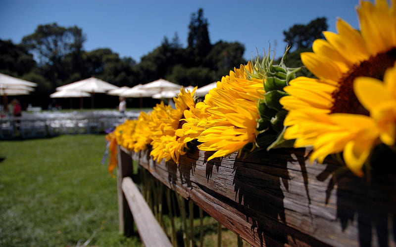 Palabras clave de fondo de pantalla: pared de girasol | Peakpx