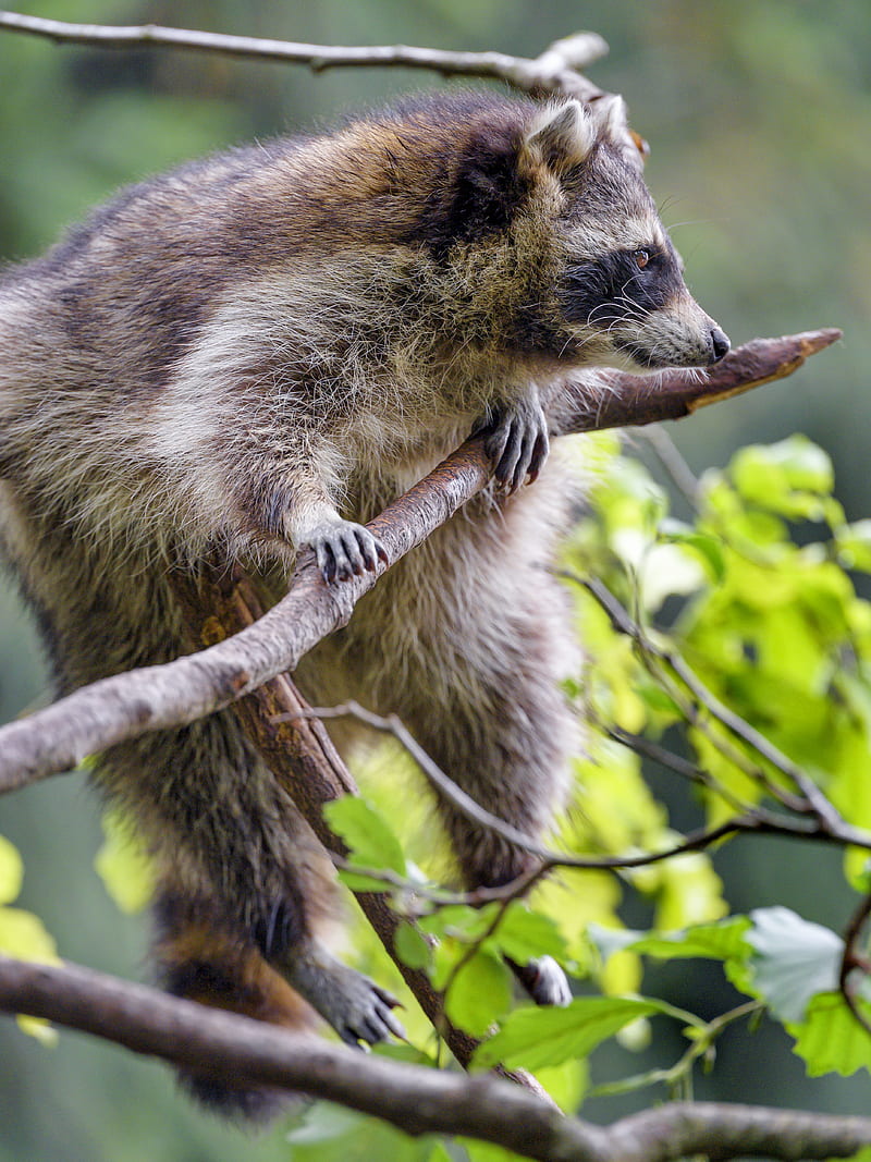 raccoon, animal, furry, branch, HD phone wallpaper