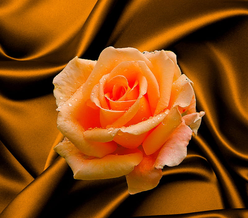 Orange Rose, HD wallpaper