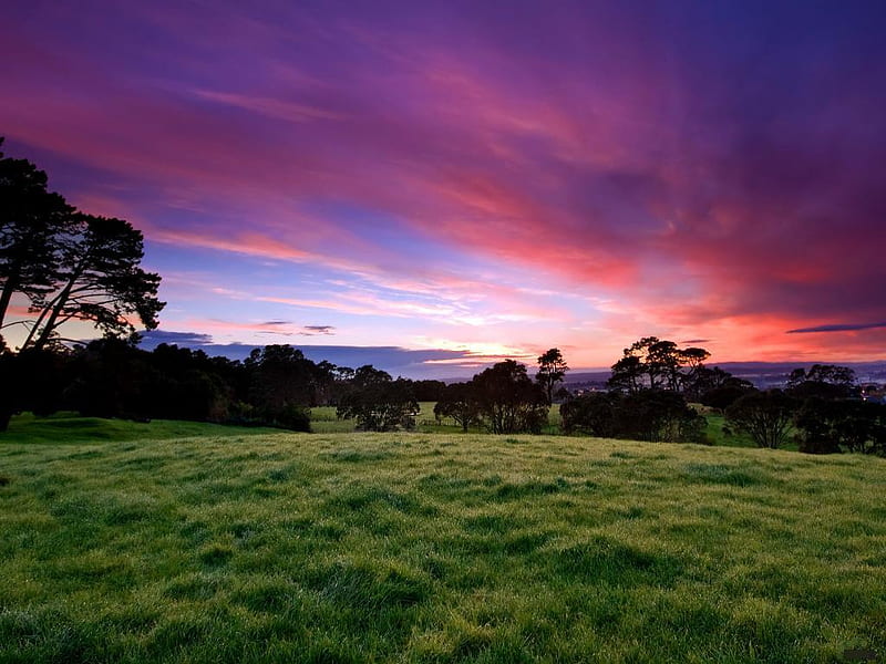 Beautiful-Morning-at-Cornwall-Park-Auckland, grass, colors, bonito, park,  trees, HD wallpaper | Peakpx
